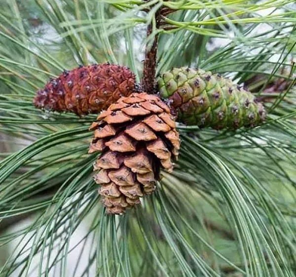 Pinus Ponderosa (Ponderosa Pine) Tree Seed, Dark Green to Yellowish-Green Needles ...