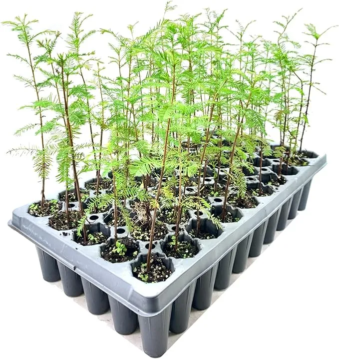 Pond Cypress | 10 Live Trees | Taxodium Ascendens | Wet Tolerant Fast Growing Shade Tree