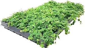 Ficus Pumila Quercifolia | 3 Live Plants | Oak Leaf Creeping Fig, Easy-Care Indoor/Outdoor Trailing Vine Plant, Perfect for Walls and Ground Cover