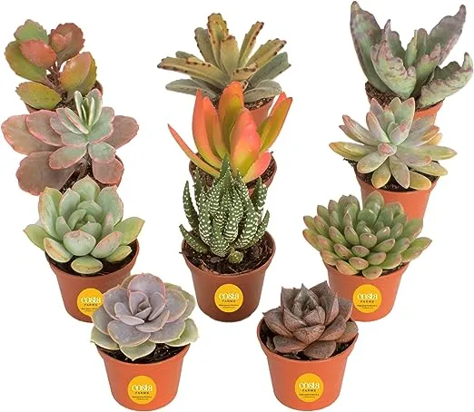 Costa Farms Mini Succulents Fully Rooted Live Indoor Plant, 2-Inch Choice, in Grower Pot, 5-Pack