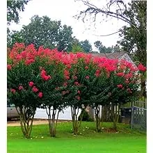 6 Pack - Red Flowering Crape Myrtle Trees - Lagerstroemia - Quart Container - 6-12 Inches Tall
