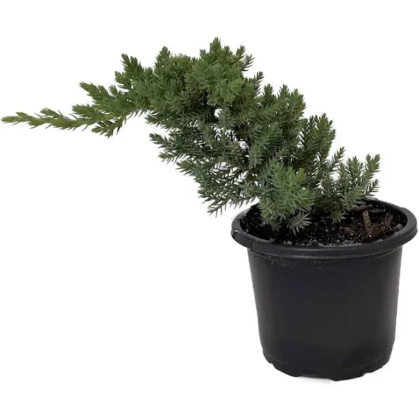 Stylized Japanese Juniper Bonsai Tree - 4" Pot - Juniperus procumbens 'Nana'