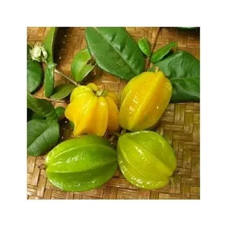 ~pitangatuba~ Fruit Tree Eugenia Selloi neonita Star Cherry Live SML Pot'd Plant