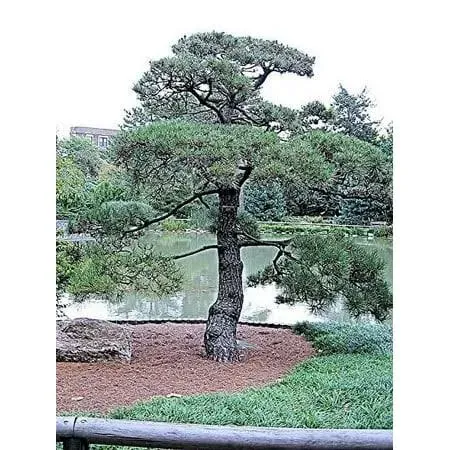50 Japanese Black Pine Tree Seeds, Pinus thunbergii