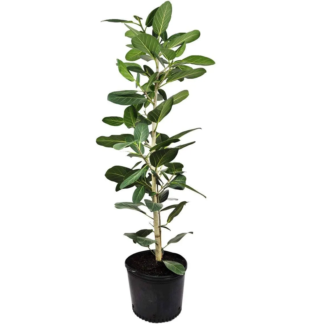 Ficus Audrey Column - Live Plant in A 10 inch Pot - Ficus Benghalensis - Beautif