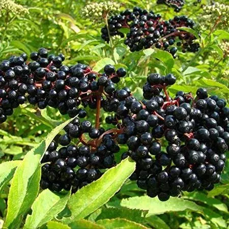 American Elderberry Seeds - 50 Seeds to Plant - Sambucus - Non-GMO Seeds, Grown ...