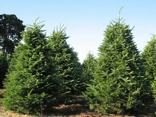 Seeds - Balsam Fir, Abies balsamea, Tree 30 Seeds (Fragrant Hardy Evergreen ...