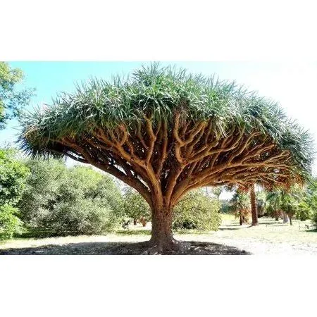 Tree Seeds 10 Pcs Canary Island Dragon Blood Tree (Dracaena draco) Showy,Exotic ...