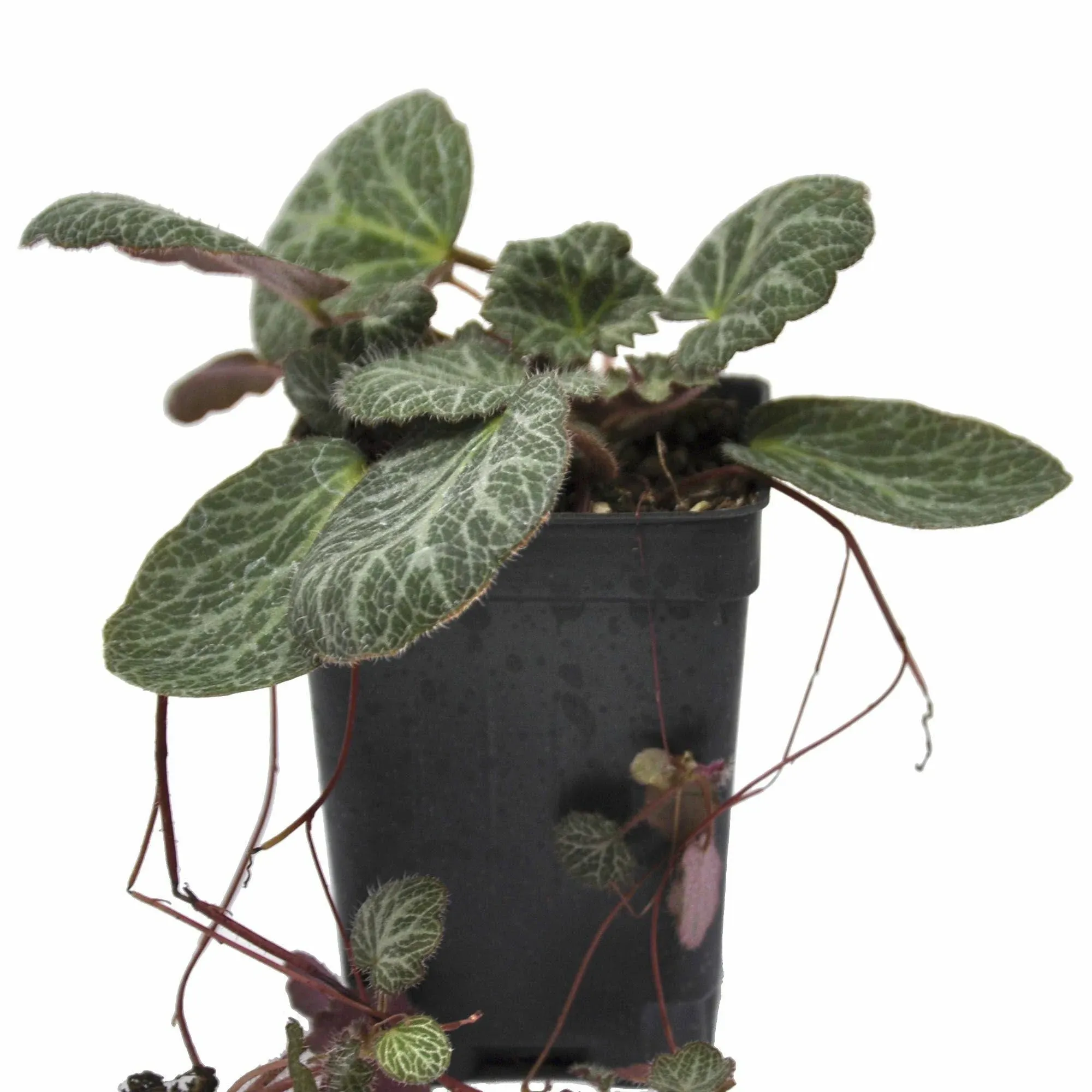Saxifraga stolonifera, Strawberry Begonia - Container Size: 3" (2.6x3.5")